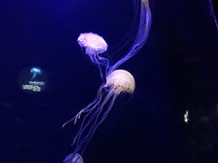 -青岛海底世界-水族馆