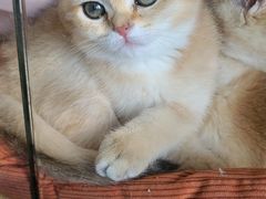-猫的茶·猫咖