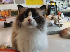 -平行世界·猫咖(首经贸店)