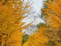 -长白岛森林公园