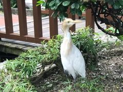 -吉隆坡雀鸟公园