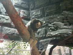 -贵州森林野生动物园