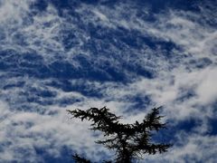 -如意香辣鸡架(总店)