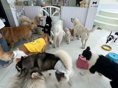 -汪说·狗咖·拼豆·宠物周边DIY(旺城大厦店)