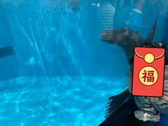 -泉城欧乐堡海洋极地世界
