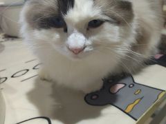 -藏猫猫咖啡主题馆(中央大道店)