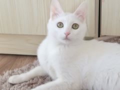 -美联众合宠物医院·爱萌分院·内外科·猫科中心