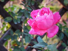 -上海植物园-4号门售票处