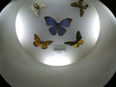-上海大自然野生昆虫馆