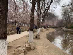 -桃花堤公园