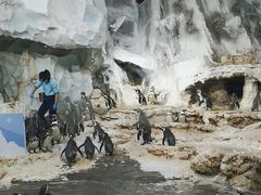 -帝企鹅自助餐厅•儿童岛•真企鹅(长隆企鹅酒店)