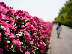 -上海滨江森林公园