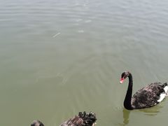 -长春北湖公园