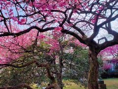 -杭州植物园