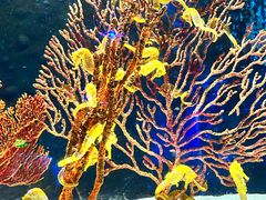 -珠海长隆海洋王国