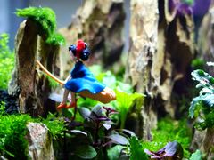 -花鸟鱼虫鲜花绿植市场(玉泉路店)