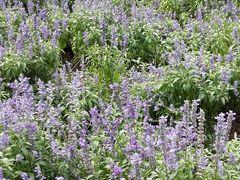 -松山湖梦幻百花洲