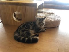 -猫にゃん · 猫的隐藏屋猫咖(麦地旗舰店)