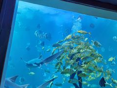 -太平洋海底世界