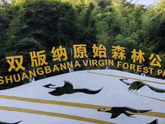 -西双版纳原始森林公园