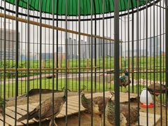 -光明小镇欢乐田园