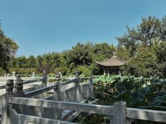 -莲湖公园