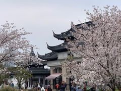 -苏州上方山国家森林公园