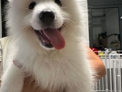 -翊宠yipet猫狗购宠庄园犬舍•猫舍