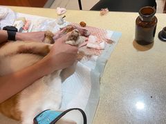 -艾贝尔宠物医院·24H转诊中心·肿瘤猫专科(江宁双龙店)