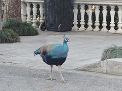 -J Create城市露营咖啡·简餐·宠物(上海动物园店)