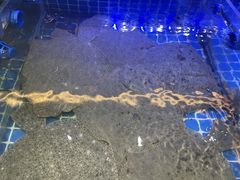 -大众海鲜(巨龙北路店)