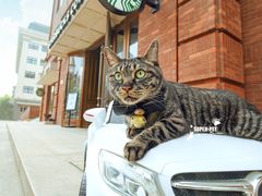 -超宠爱宠物摄影-Super pet