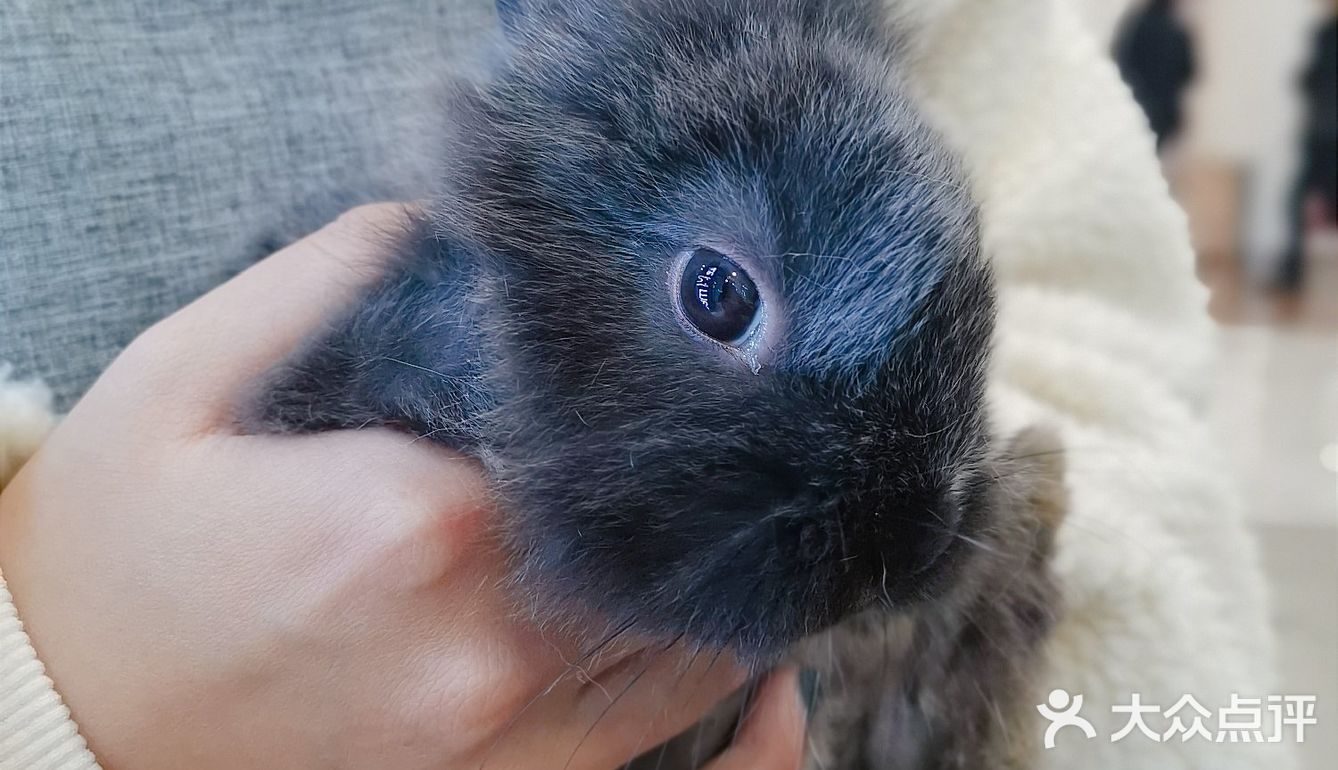 杭州探店🌈独特の兔子主题馆🐰瞬间满足少女心
