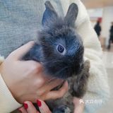 杭州探店🌈独特の兔子主题馆🐰瞬间满足少女心