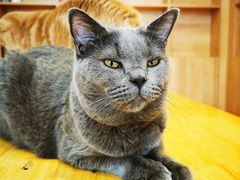 -是阿柴呀！柴犬咖啡·爱喵喵猫咖