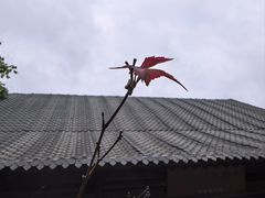 -水绘园