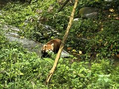 -都江堰中华大熊猫苑