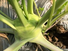 -万源龙顺度假庄园生态观光园