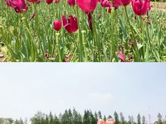 -杭州湾海上花田景区