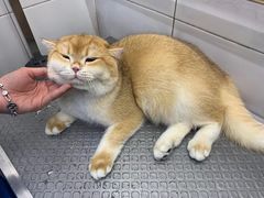-爱宠屋pet shop·宠物洗澡·宠物美容