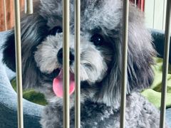 -宠颐生嘉德动物医院