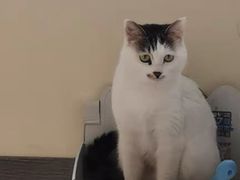 -佳怡动物医院·平价24小时·猫专科骨外科