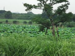 -良渚古城遗址公园