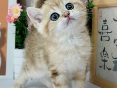 -小猫来了·猫舍(红山六九七九店)