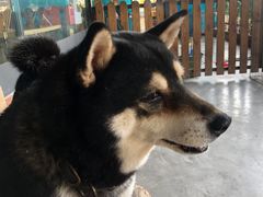 -柴犬高等学院·狗咖·柴犬售卖·宠物训练