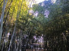 -乌镇东栅景区