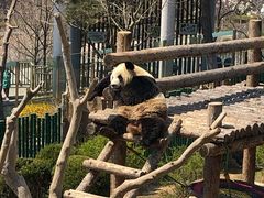 -大连森林动物园熊猫馆纪念品商店