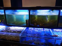 海鲜-福禧荟·海鲜自助