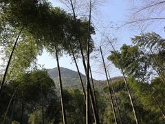 -四明山国家森林公园