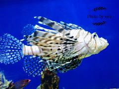 -烟台海昌鲸鲨海洋公园